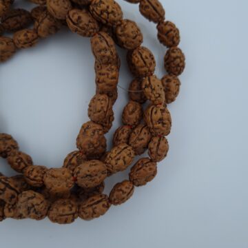 Rudraksh Mala - 2 Mukhi - Image 4