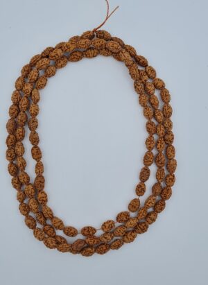 2 Mukhi Rudraksha Mala