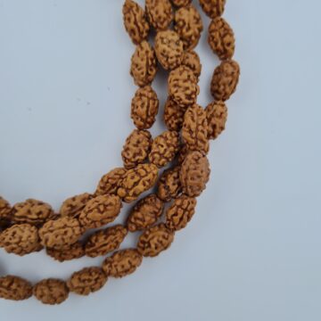 Rudraksh Mala - 2 Mukhi - Image 2