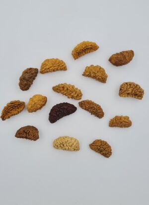 1 Mukhi Rudraksh