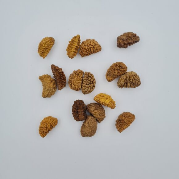 1 Mukhi Rudraksh