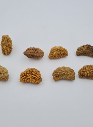 1 Mukhi Rudraksh