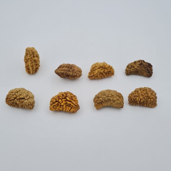 1 Mukhi Rudraksh