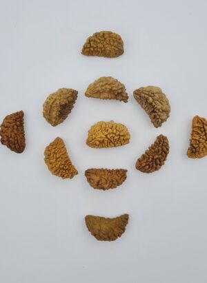 1 Mukhi Rudraksh