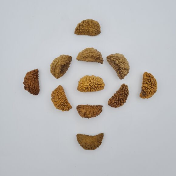 1 Mukhi Rudraksh