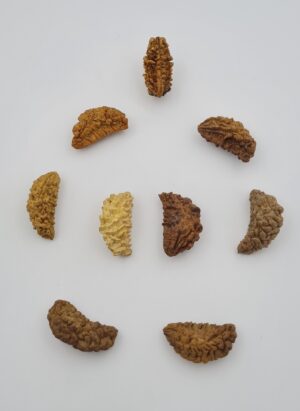 1 Mukhi Rudraksh