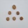 1 Mukhi Rudraksh Under-Developed