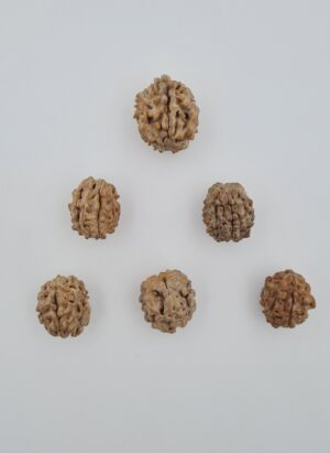 1 Mukhi Rudraksh Under-Developed