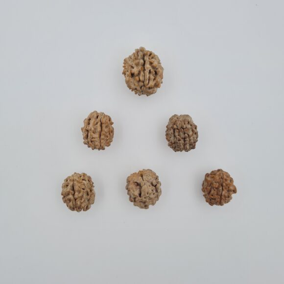 1 Mukhi Rudraksh Under-Developed