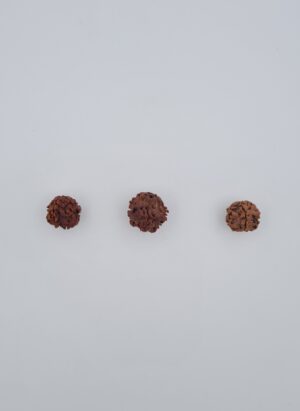 1 Mukhi Under-Developed
