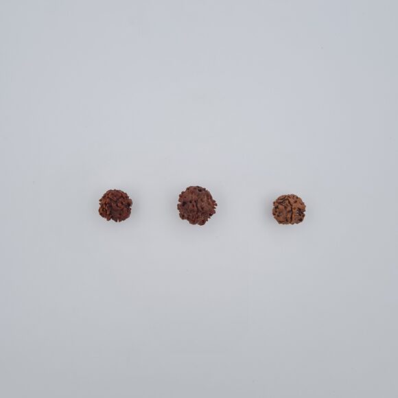 1 Mukhi Under-Developed