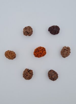 2 Mukhi Nepal