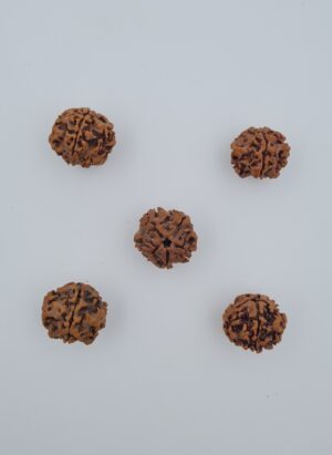 2 Mukhi Under-Developed Rudraksh