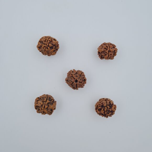 2 Mukhi Under-Developed Rudraksh