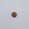 7 Mukhi Rudraksh