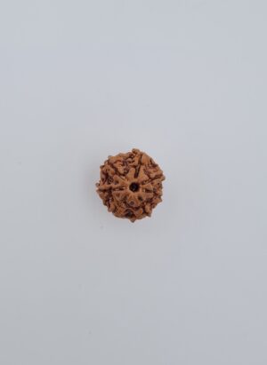 7 Mukhi Rudraksh