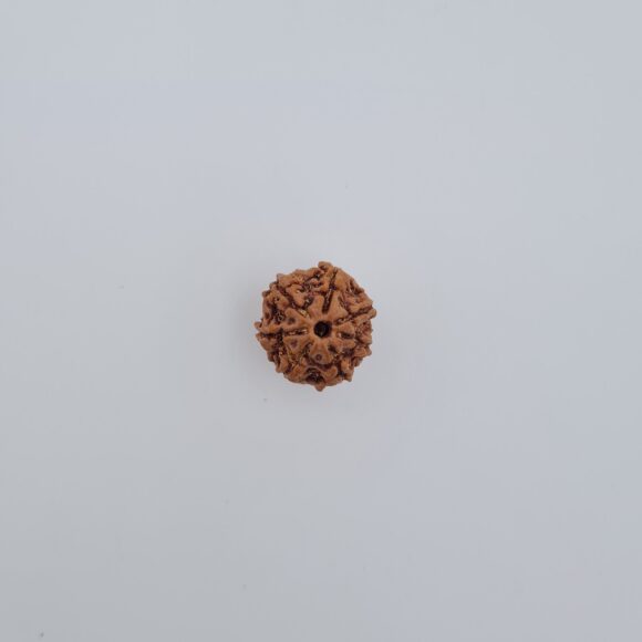 7 Mukhi Rudraksh