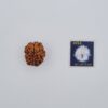 1 Mukhi Rudraksh with X-ray