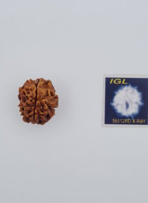 1 Mukhi Rudraksh with X-ray