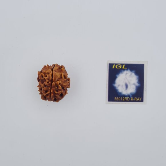 1 Mukhi Rudraksh with X-ray