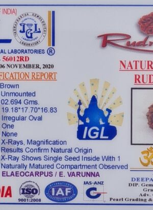 1 Mukhi Rudraksh
