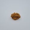 2 Mukhi Rudraksh Southern India