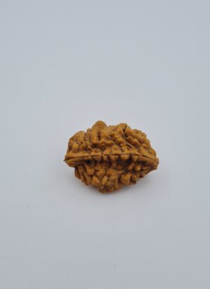 2 Mukhi Rudraksh Southern India