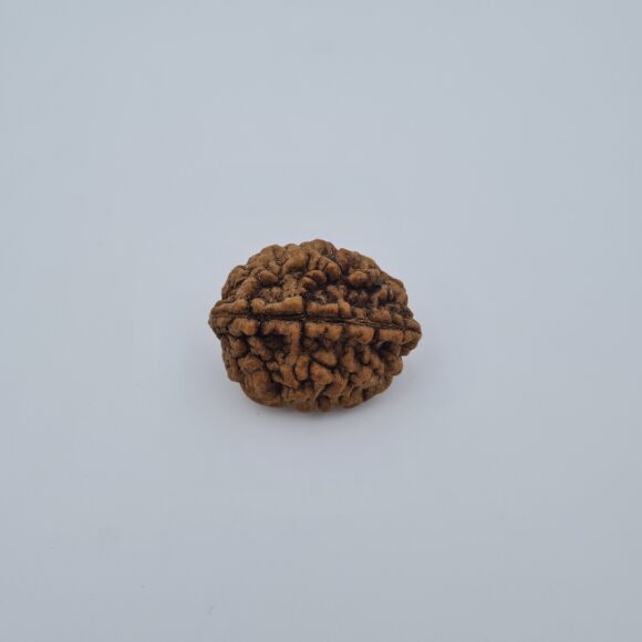 2 Mukhi Rudraksh Southern India