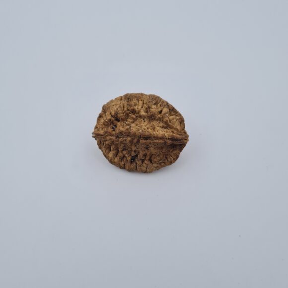 2 Mukhi Rudraksh Southern India