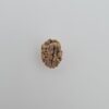 2 Mukhi Rudraksh Himalayas