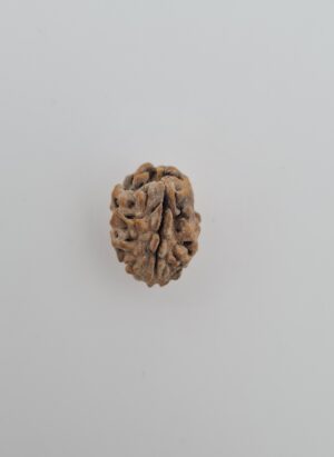 2 Mukhi Rudraksh Himalayas