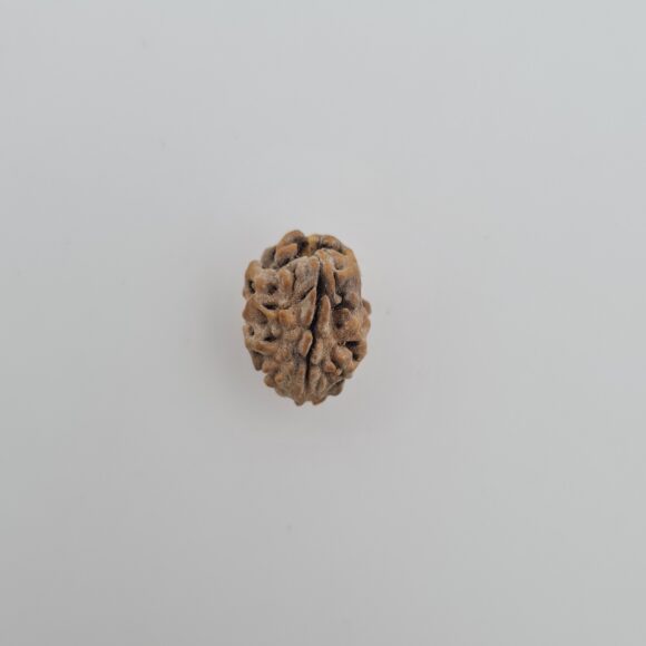 2 Mukhi Rudraksh Himalayas