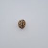 2 Mukhi Rudraksh Himalayas