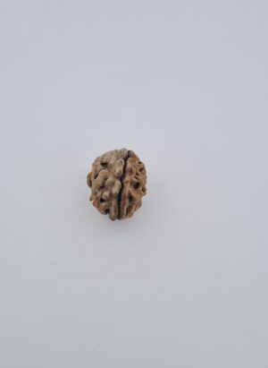 2 Mukhi Rudraksh Himalayas