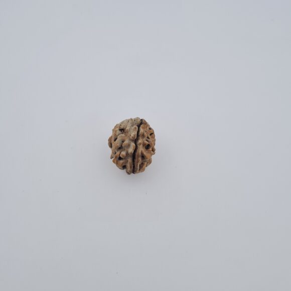 2 Mukhi Rudraksh Himalayas