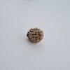 2 Mukhi Rudraksh Himalayas