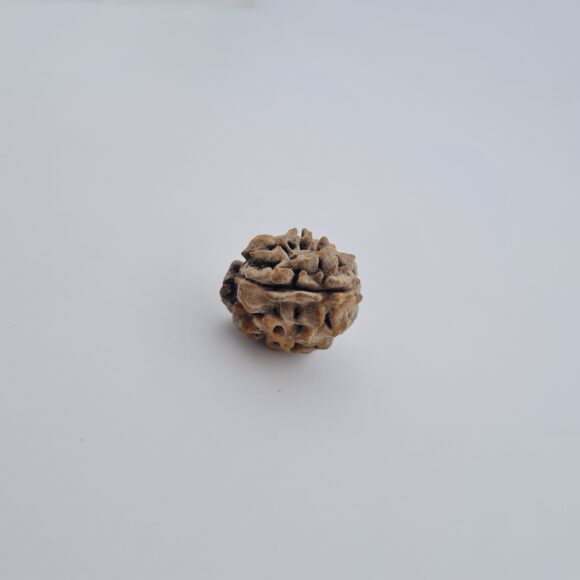 2 Mukhi Rudraksh Himalayas