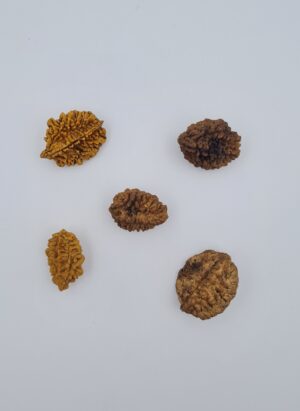 2 Mukhi Rudraksh Southern India
