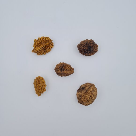 2 Mukhi Rudraksh Southern India