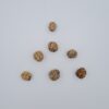 2 Mukhi Rudraksh Himalayas