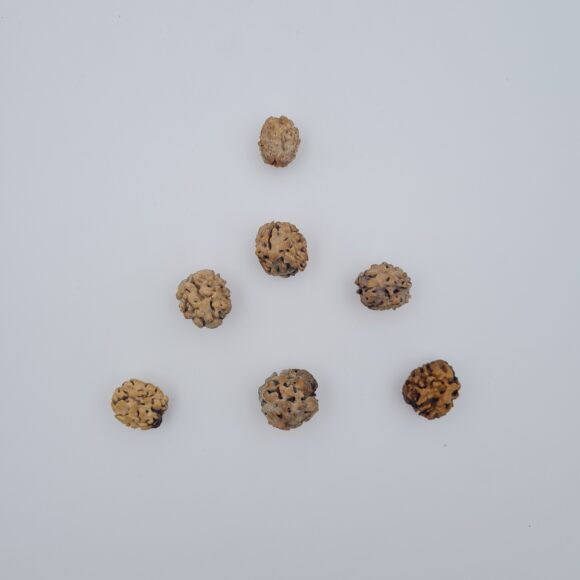2 Mukhi Rudraksh Himalayas