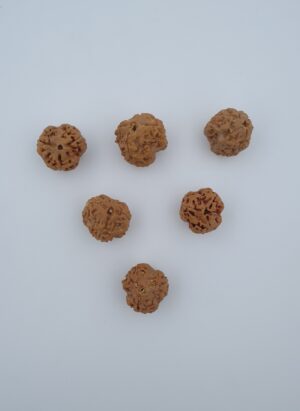 3 Mukhi Rudraksh Nepal
