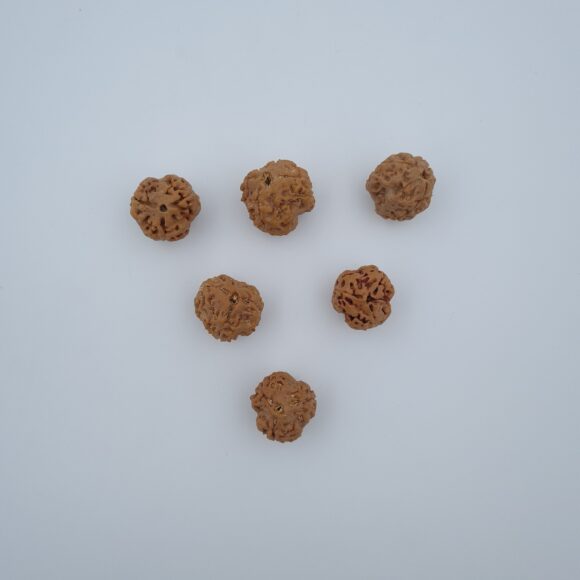 3 Mukhi Rudraksh Nepal
