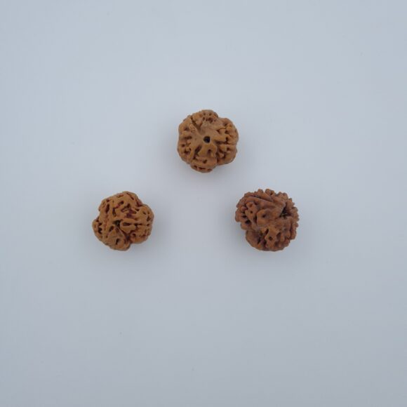 3 Mukhi Rudraksh Nepal