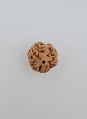 3 Mukhi Rudraksh Nepal