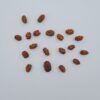 2 Mukhi Rudraksh Indonesia