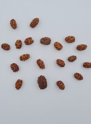 2 Mukhi Rudraksh Indonesia