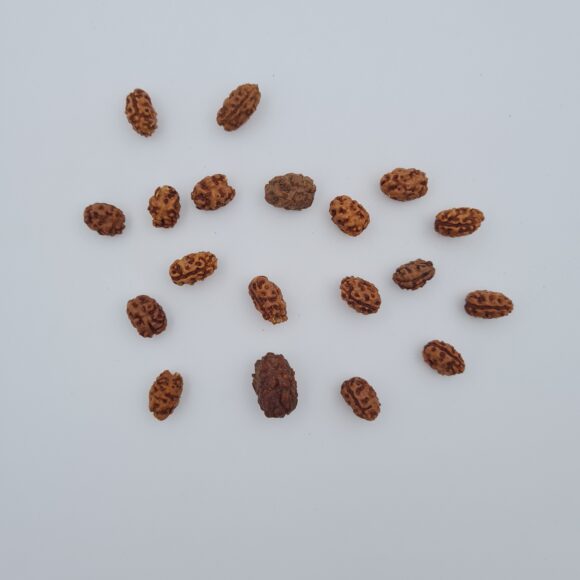 2 Mukhi Rudraksh Indonesia