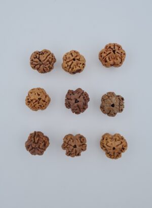 3 Mukhi Rudraksh Nepal