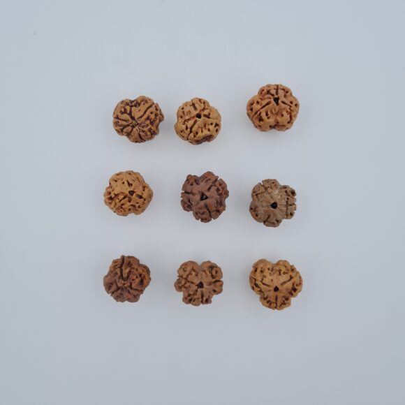 3 Mukhi Rudraksh Nepal